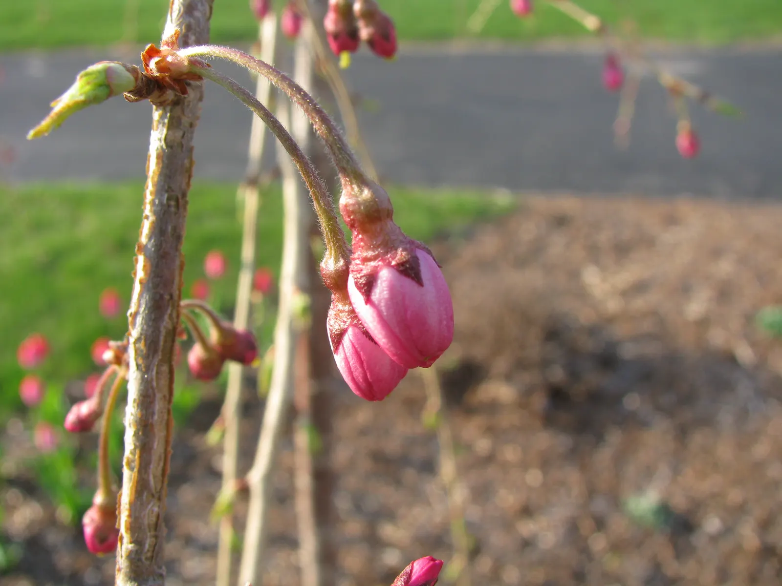 Higan Cherry (Prunus Subhirtella) — Standing between 20 to 30 feet in height with a corresponding spread of 15 to 30 feet at maturity