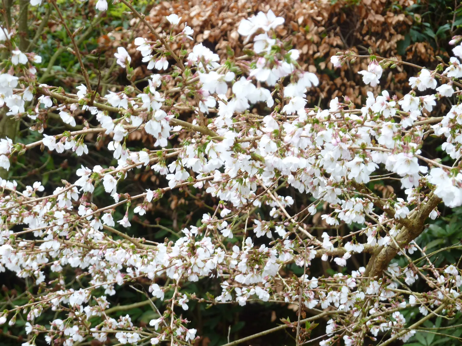 Higan Cherry (Prunus Subhirtella) — tree with pink blooms; as it thrives in USDA hardiness zones 4 through 8
