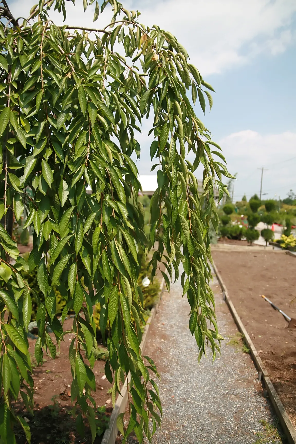Higan Cherry (Prunus Subhirtella) — The Higan Cherry (Prunus subhirtella)