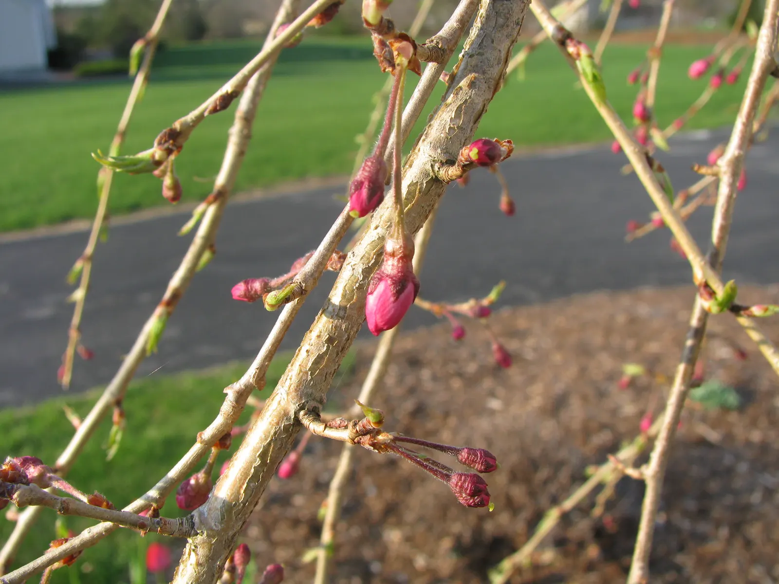 Higan Cherry (Prunus Subhirtella) — as it thrives in USDA hardiness zones 4 through 8; standing between 20 to 30 feet in height with a corresponding spread of