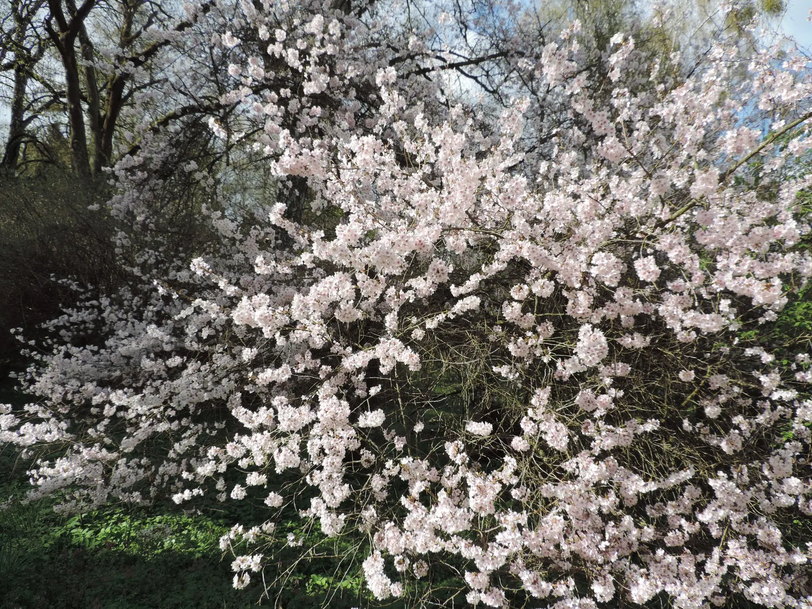 Higan Cherry (Prunus Subhirtella) — offers an aesthetic appeal across multiple seasons