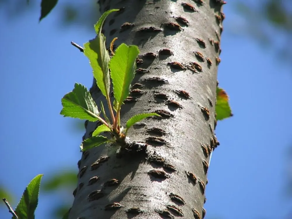 Higan Cherry (Prunus Subhirtella) — making it a treasured addition to any landscape design; standing between 20 to 30 feet in height with a corresponding