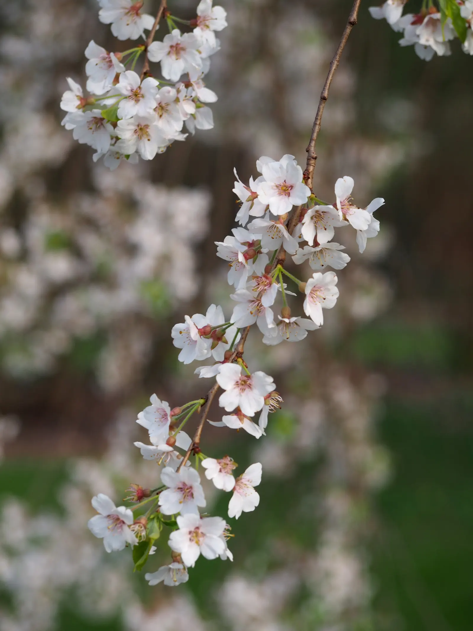 Higan Cherry (Prunus Subhirtella) — a graceful and widely admired ornamental tree