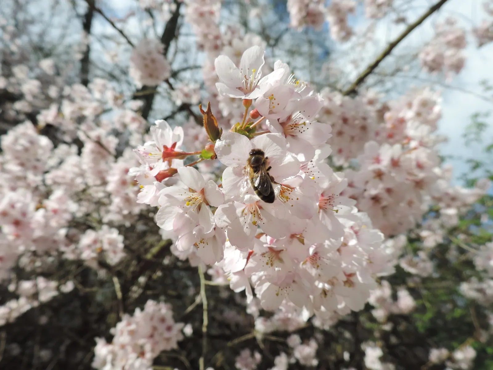 Higan Cherry (Prunus Subhirtella) — which may occur from late winter into early spring