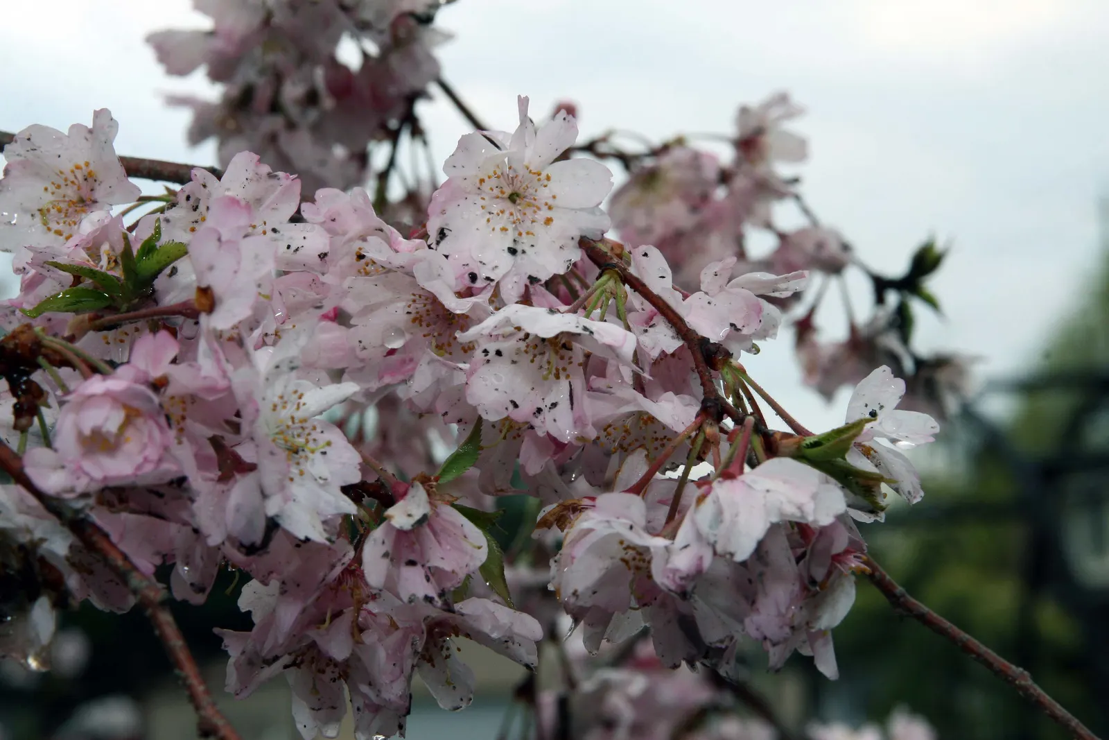 Higan Cherry (Prunus Subhirtella) — The Higan Cherry (Prunus subhirtella) is a gracefully arching