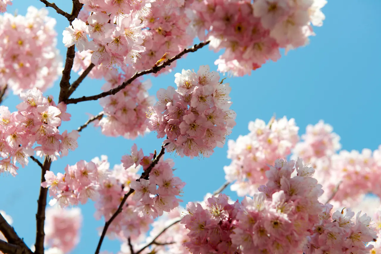 Higan Cherry (Prunus Subhirtella) — which may occur from late winter into early spring; ensuring lasting enjoyment for years to come