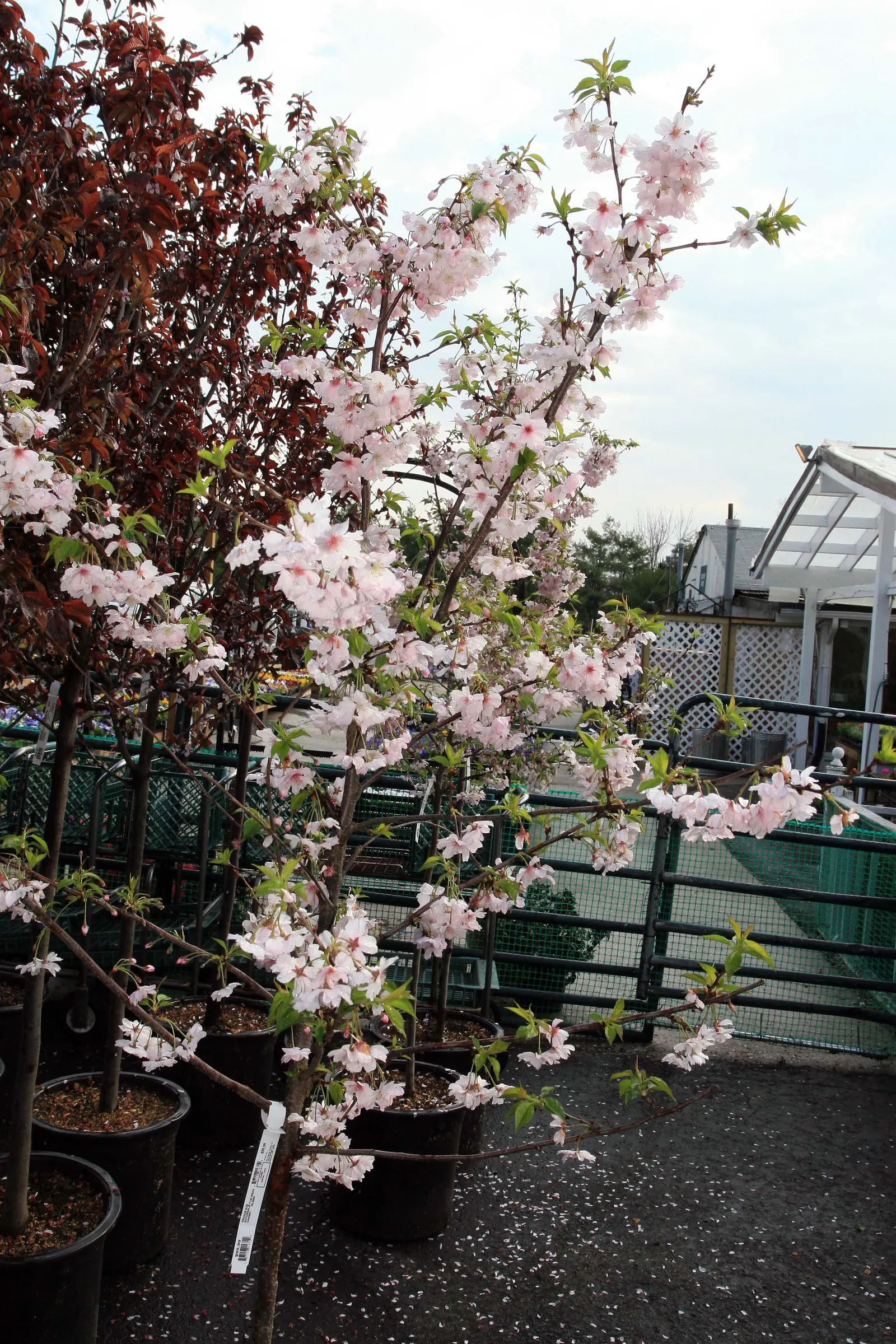 Higan Cherry (Prunus Subhirtella) — Ideal for specimen planting or creating enchanting alleyways in gardens; standing between 20 to 30 feet in height with a