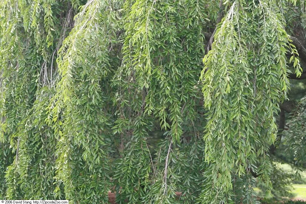 Higan Cherry (Prunus Subhirtella) — tree for full; ensuring lasting enjoyment for years to come