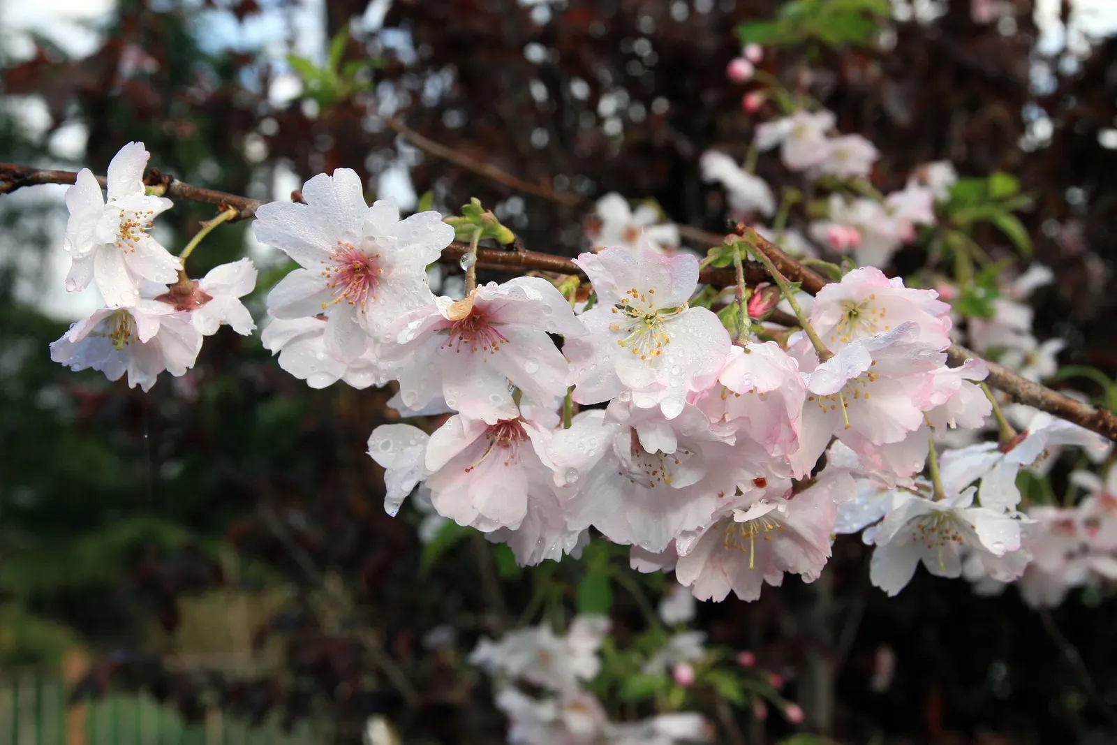 Higan Cherry (Prunus Subhirtella) — offers an aesthetic appeal across multiple seasons; it thrives in USDA zones 4-8, prefers well-drained soil, and full sun