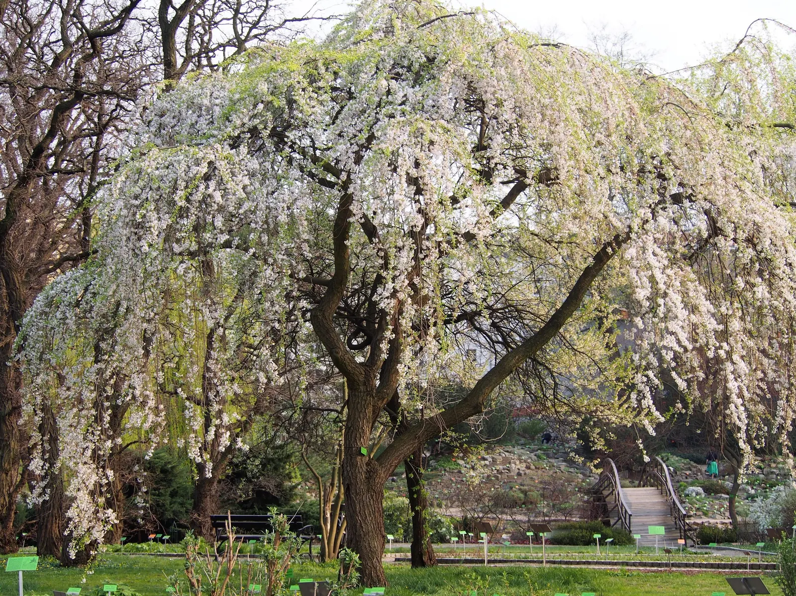 Higan Cherry (Prunus Subhirtella) — The Higan Cherry (Prunus subhirtella) is a gracefully arching; it thrives in USDA zones 4-8, prefers well-drained soil, and