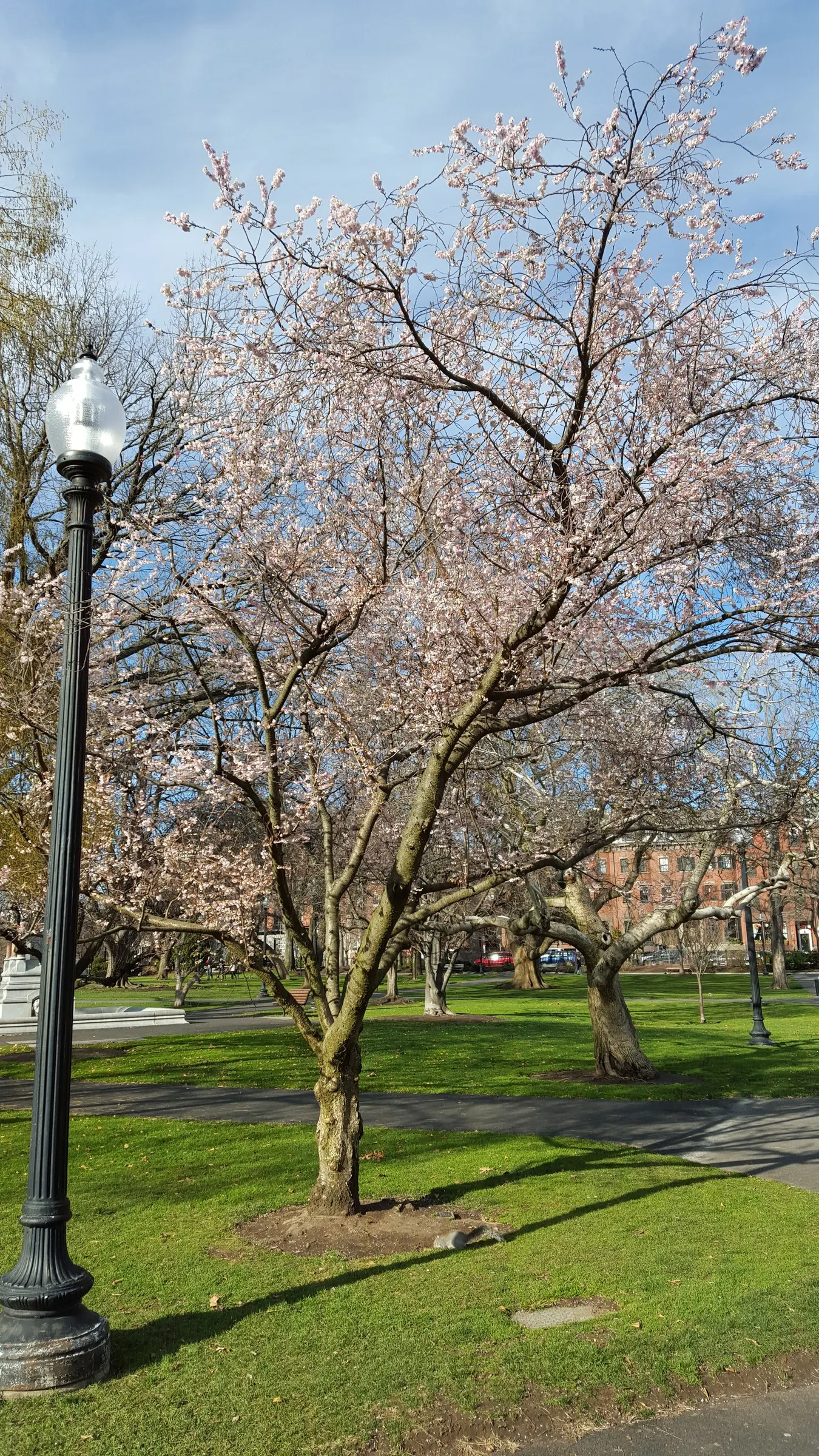 Higan Cherry (Prunus Subhirtella) — ensuring lasting enjoyment for years to come