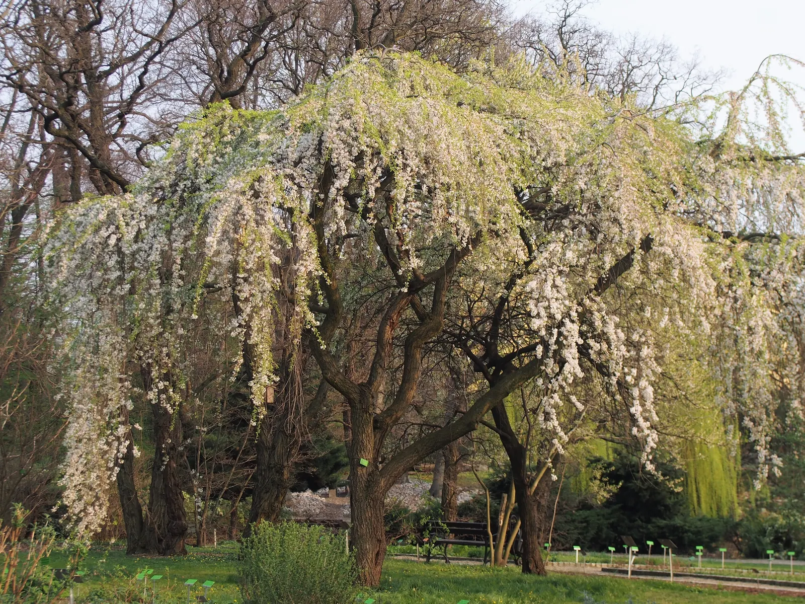 Higan Cherry (Prunus Subhirtella) — Its fall foliage adds another season of interest, turning to hues of yellow and bronze; it thrives in USDA zones 4-8