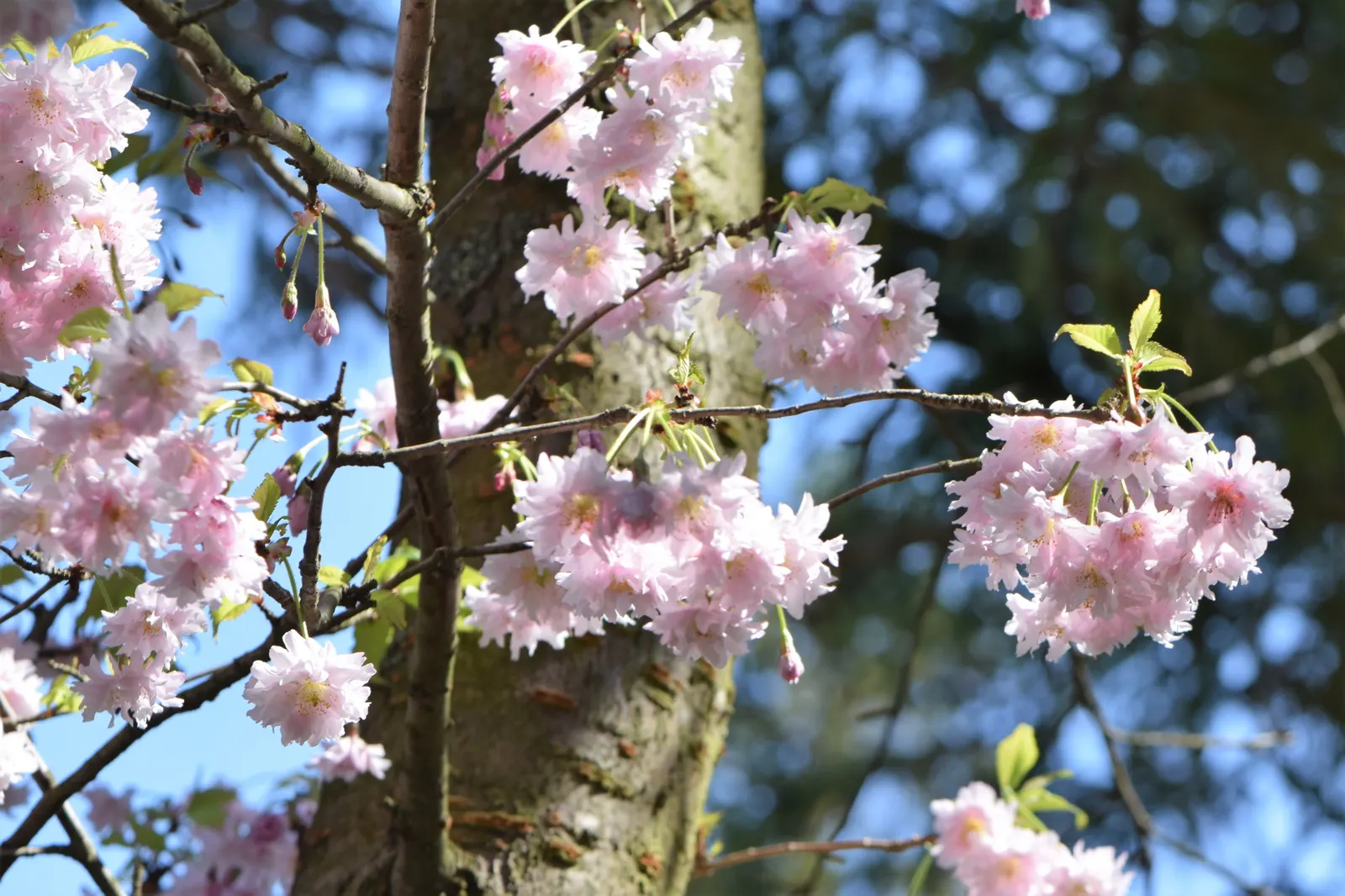 Higan Cherry (Prunus Subhirtella) — adding bursts of color when most other plants are yet to awaken from dormancy; as it thrives in USDA hardiness zones 4