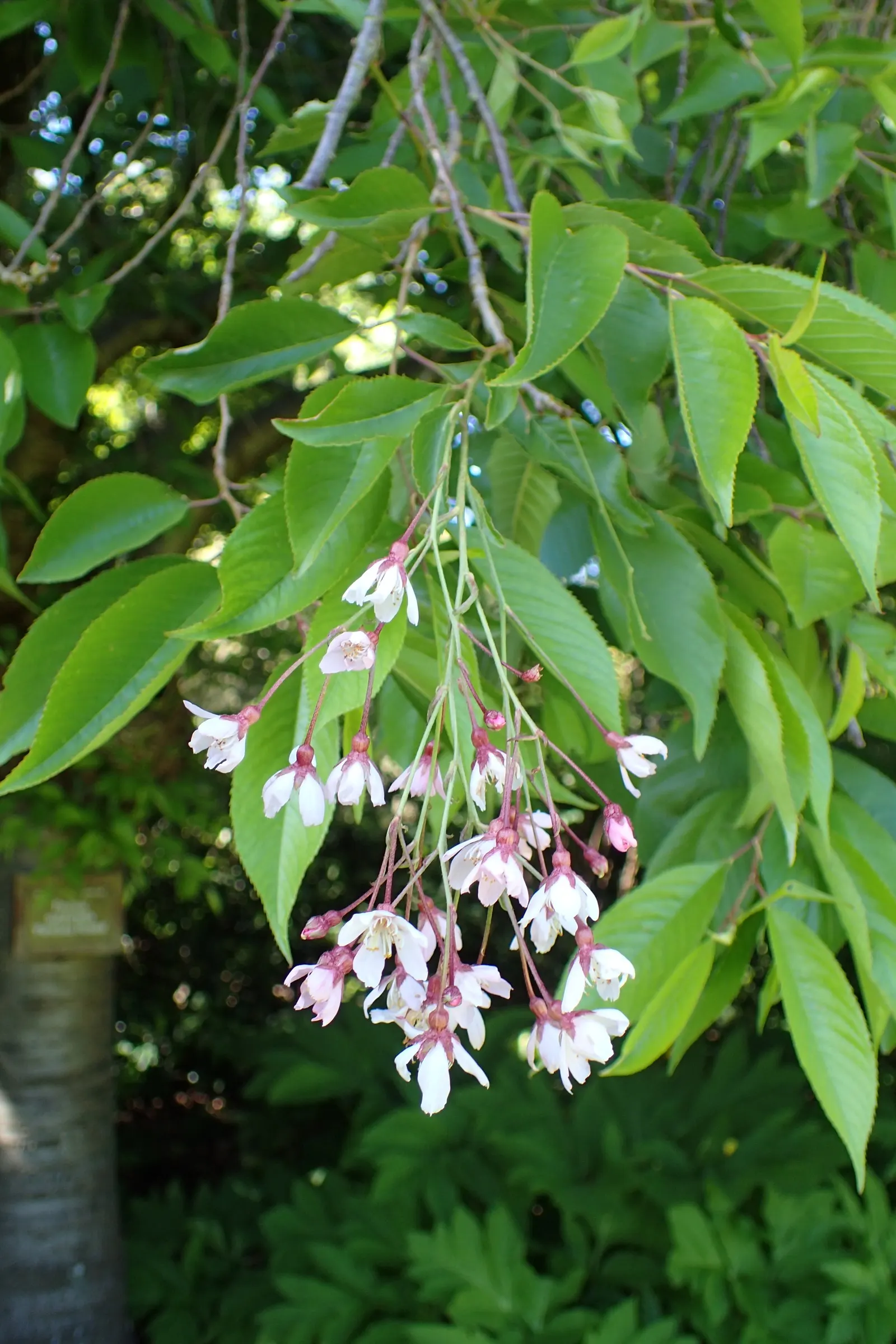 Higan Cherry (Prunus Subhirtella) — The Higan Cherry (Prunus subhirtella); as it thrives in USDA hardiness zones 4 through 8