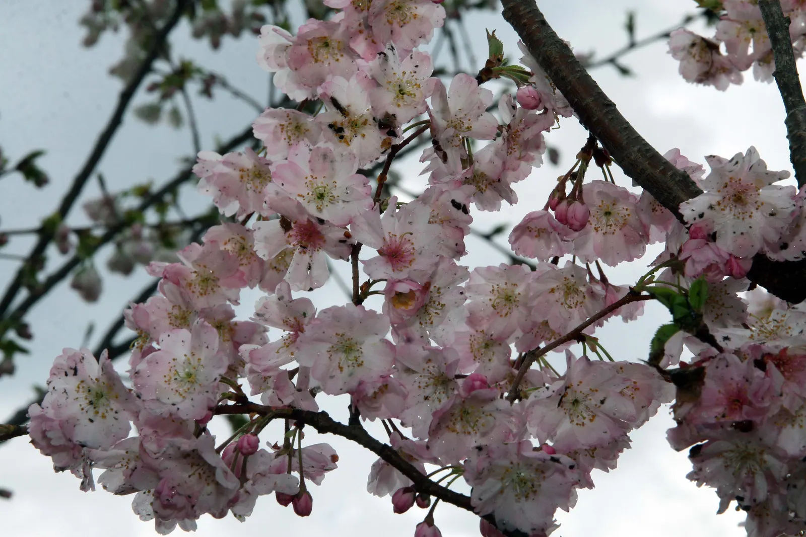 Higan Cherry (Prunus Subhirtella) — preferring full sun to partial shade