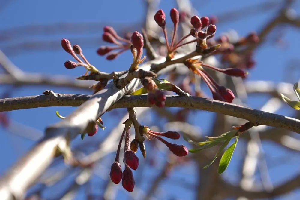 Higan Cherry (Prunus Subhirtella) — thus supporting local biodiversity.<br><br>An added advantage of Prunus subhirtella is its adaptability