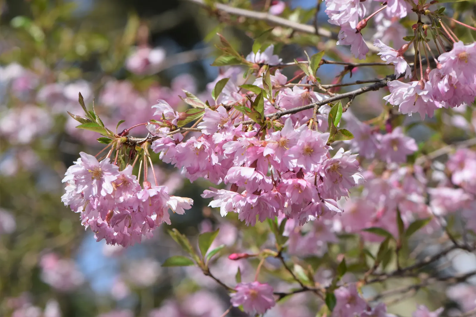 Higan Cherry (Prunus Subhirtella) — a graceful and widely admired ornamental tree; ensuring lasting enjoyment for years to come, image 64