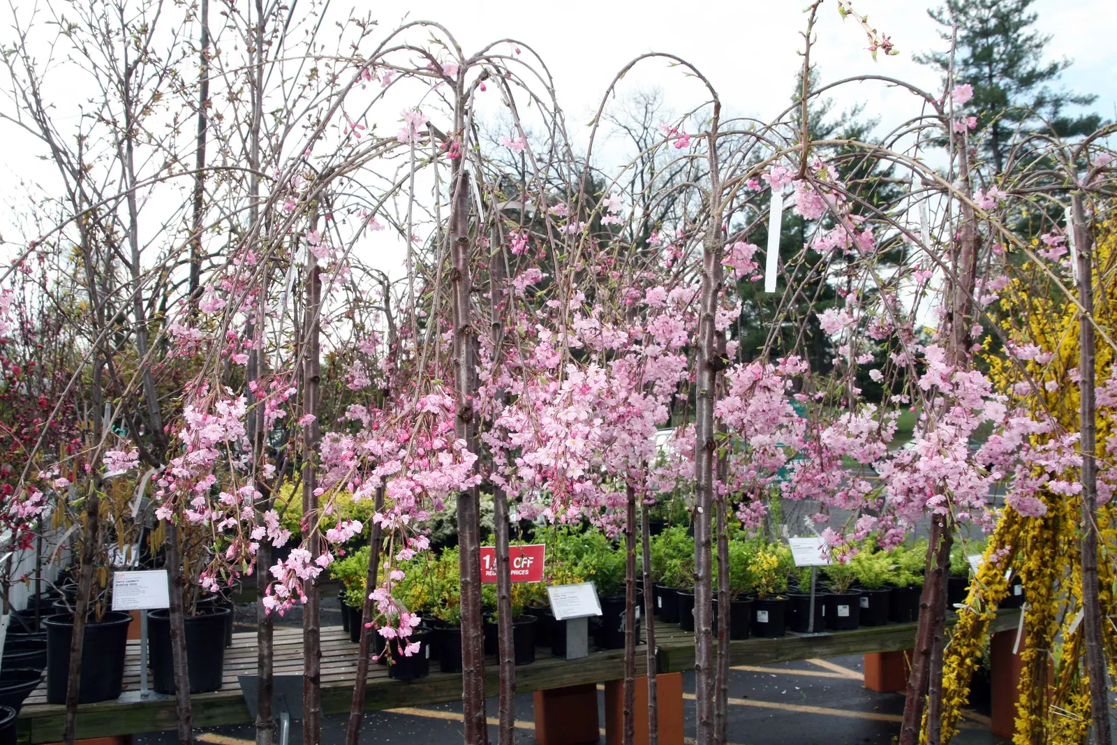 Higan Cherry (Prunus Subhirtella) — soft pink blooms in spring; standing between 20 to 30 feet in height with a corresponding spread of 15 to 30, image 58