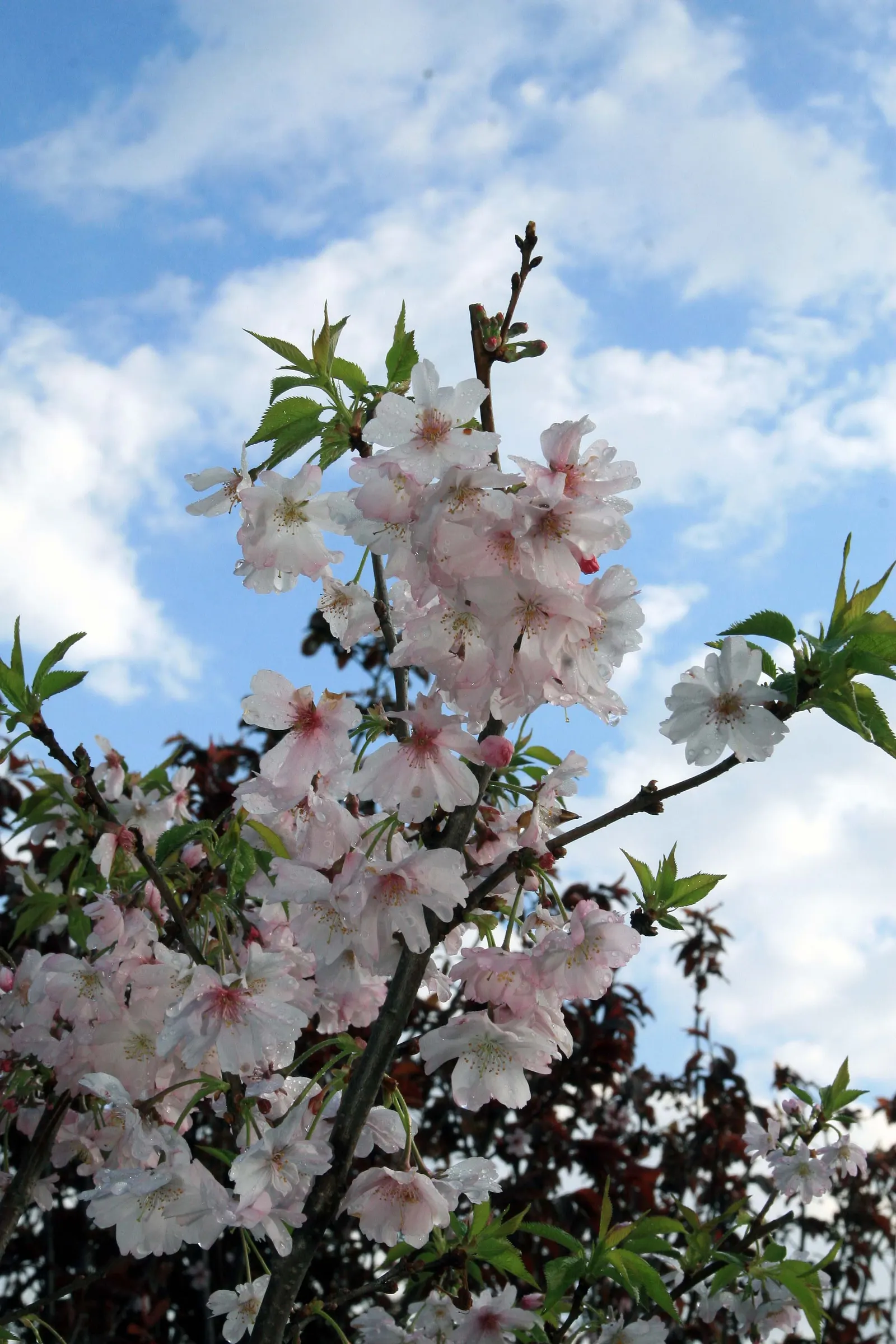 Higan Cherry (Prunus Subhirtella) — depending on the regional climate
