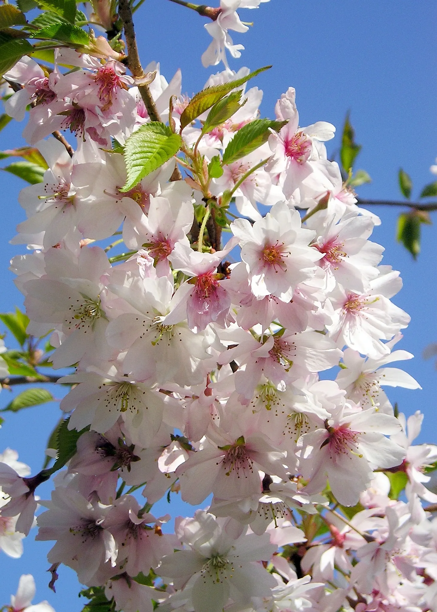 Higan Cherry (Prunus Subhirtella) — as it thrives in USDA hardiness zones 4 through 8