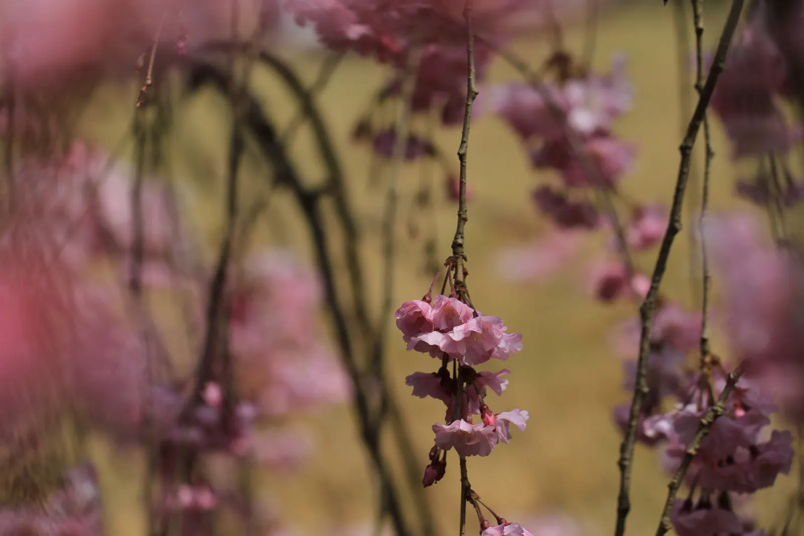 Higan Cherry (Prunus Subhirtella) — Mature specimens reach 20-30 feet in height and width; as it thrives in USDA hardiness zones 4 through 8