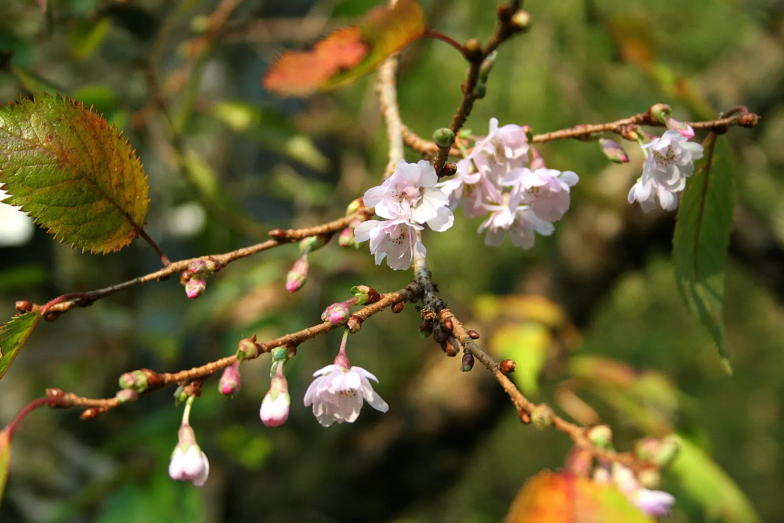 Higan Cherry (Prunus Subhirtella) — the Higan Cherry offers autumn interest when leaves turn to vibrant shades of yellow