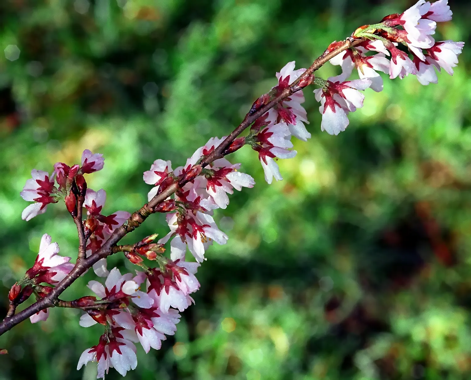 Higan Cherry (Prunus Subhirtella) — especially during drought conditions; it thrives in USDA zones 4-8, prefers well-drained soil, and full sun to partial shade