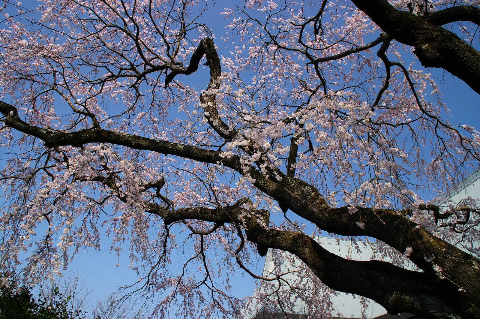 Higan Cherry (Prunus Subhirtella) — It thrives in USDA zones 4-8, prefers well-drained soil, and full sun to partial shade; ensuring lasting enjoyment for