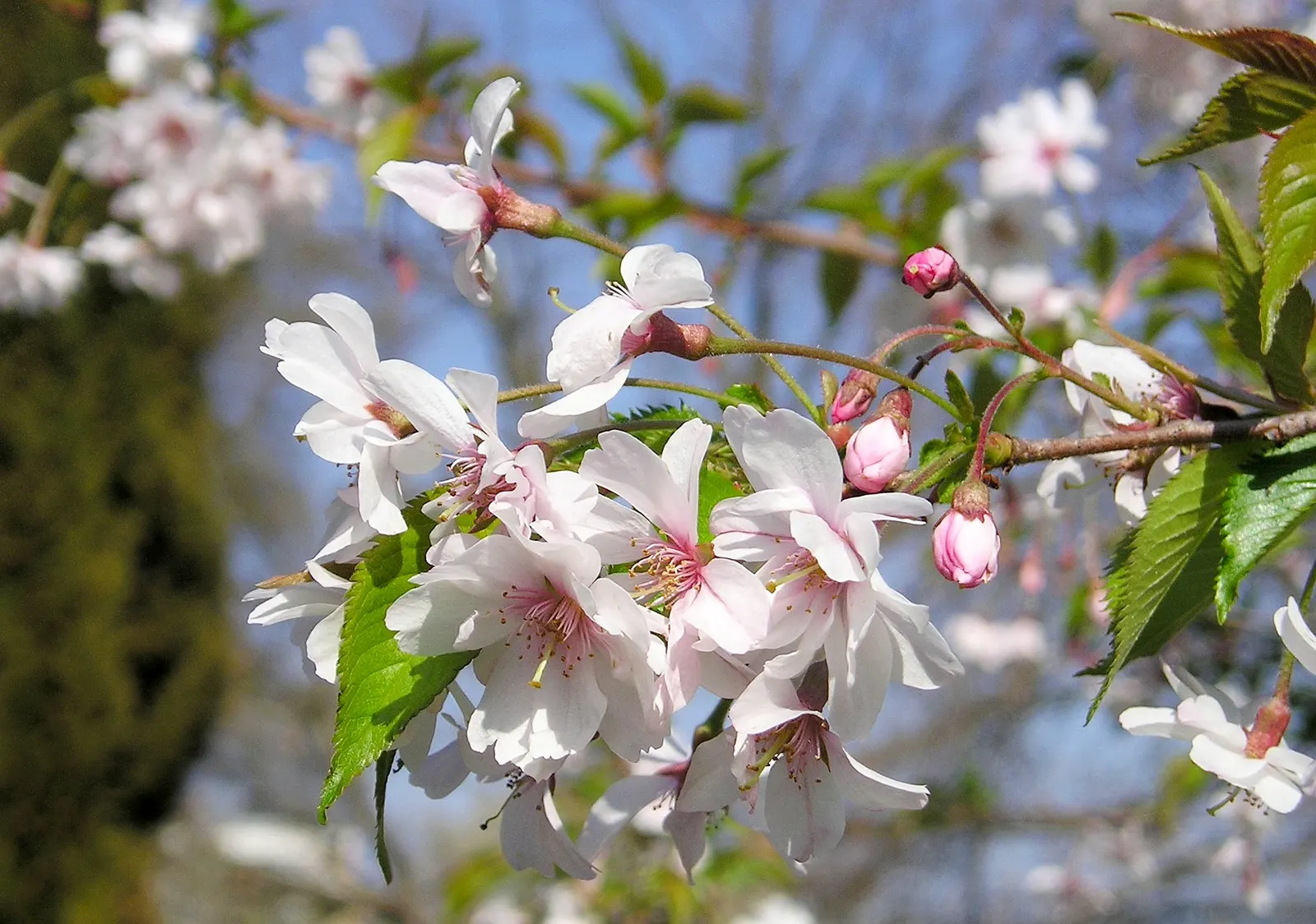 Higan Cherry (Prunus Subhirtella) — especially during drought conditions