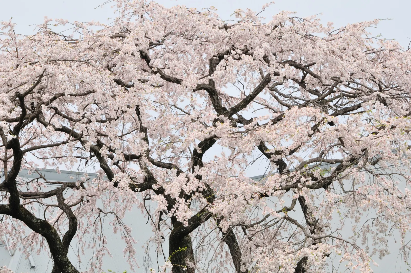 Higan Cherry (Prunus Subhirtella) — It is best to plant this cherry in well-drained soil and ensure regular watering; ensuring lasting enjoyment for years to