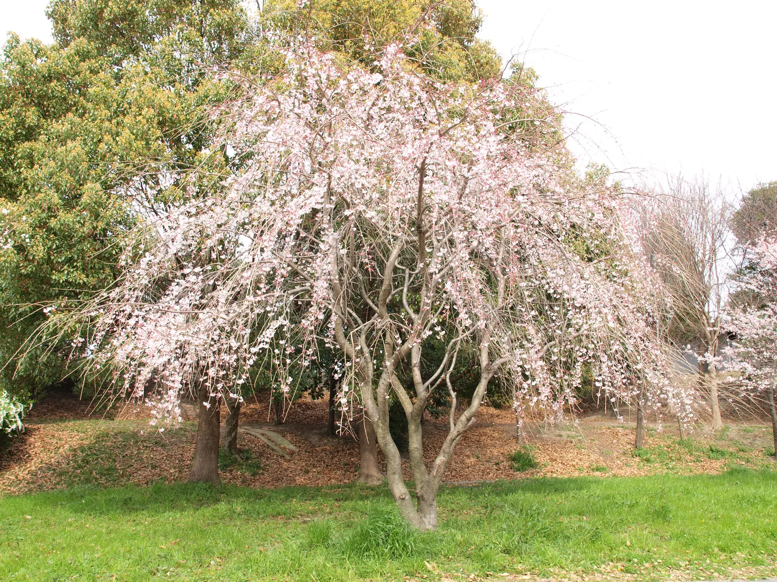 Higan Cherry (Prunus Subhirtella) — pink flowers in the garden