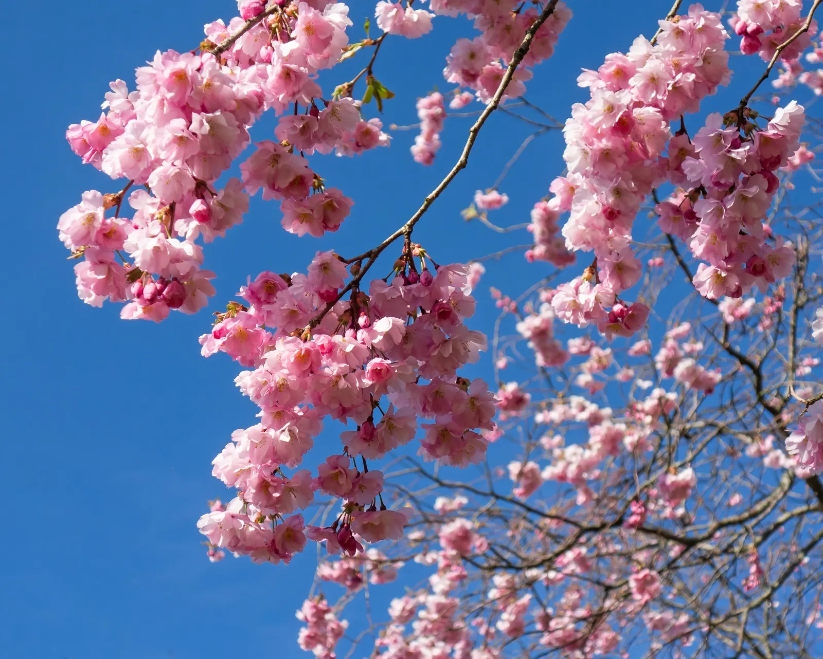 Higan Cherry (Prunus Subhirtella) — Its manageable size makes it suitable for a variety of garden spaces; ensuring lasting enjoyment for years to come