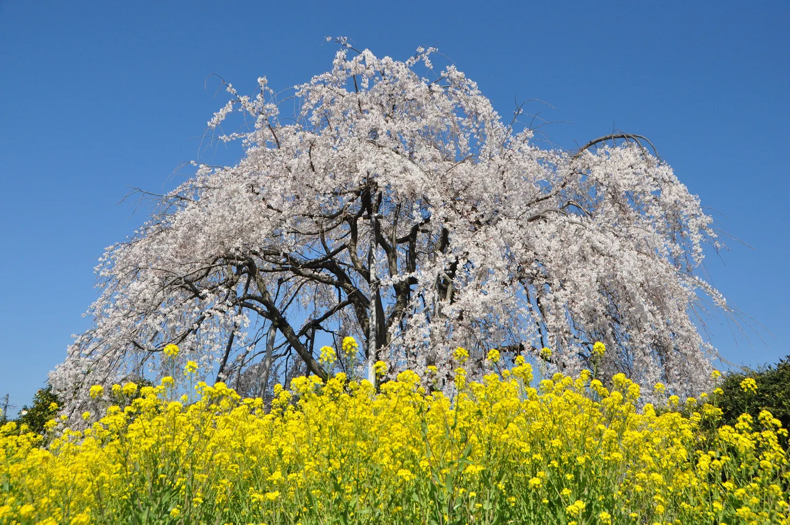 Higan Cherry (Prunus Subhirtella) — making it a treasured addition to any landscape design