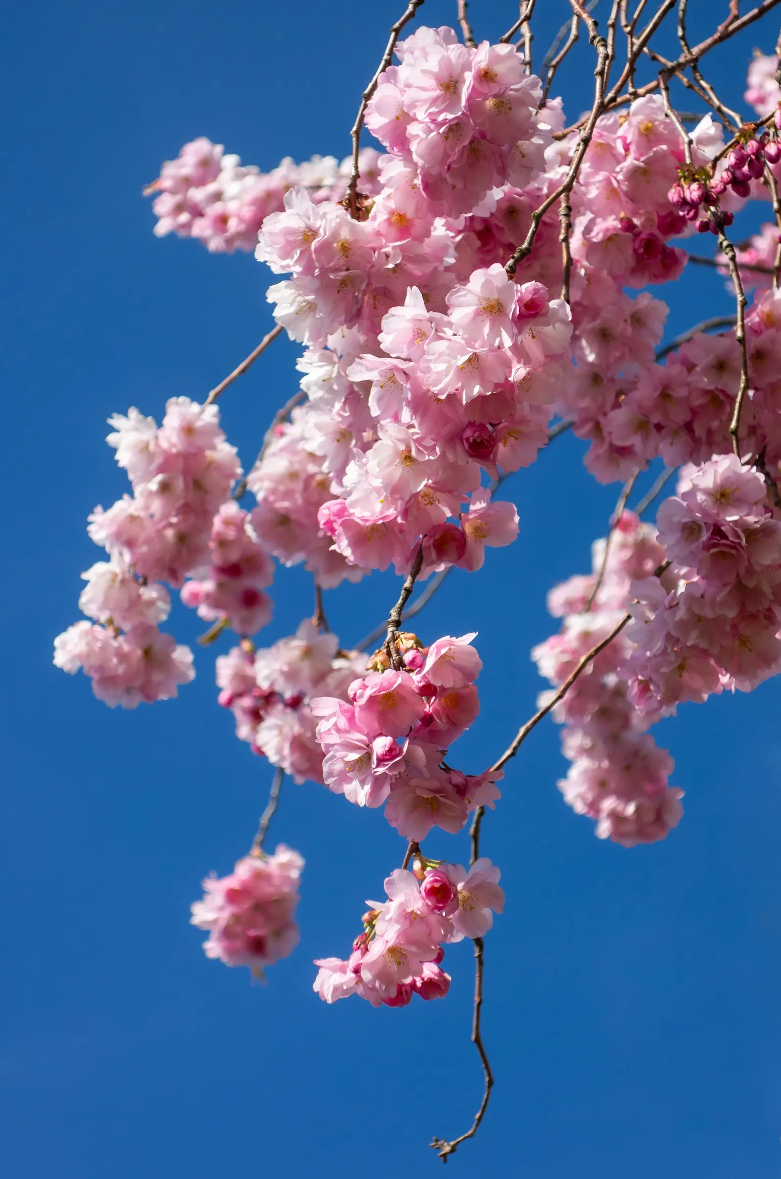 Higan Cherry (Prunus Subhirtella) — and red - a feast for the eyes before winter sets in.<br><br>For the client