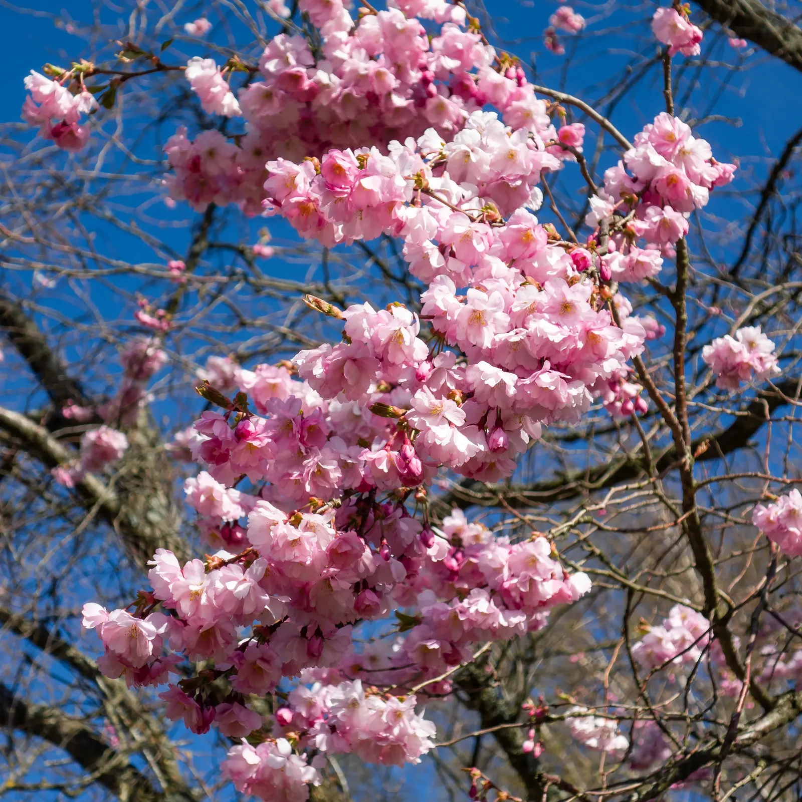 Higan Cherry (Prunus Subhirtella) — ensuring lasting enjoyment for years to come; it thrives in USDA zones 4-8, prefers well-drained soil, and full sun to