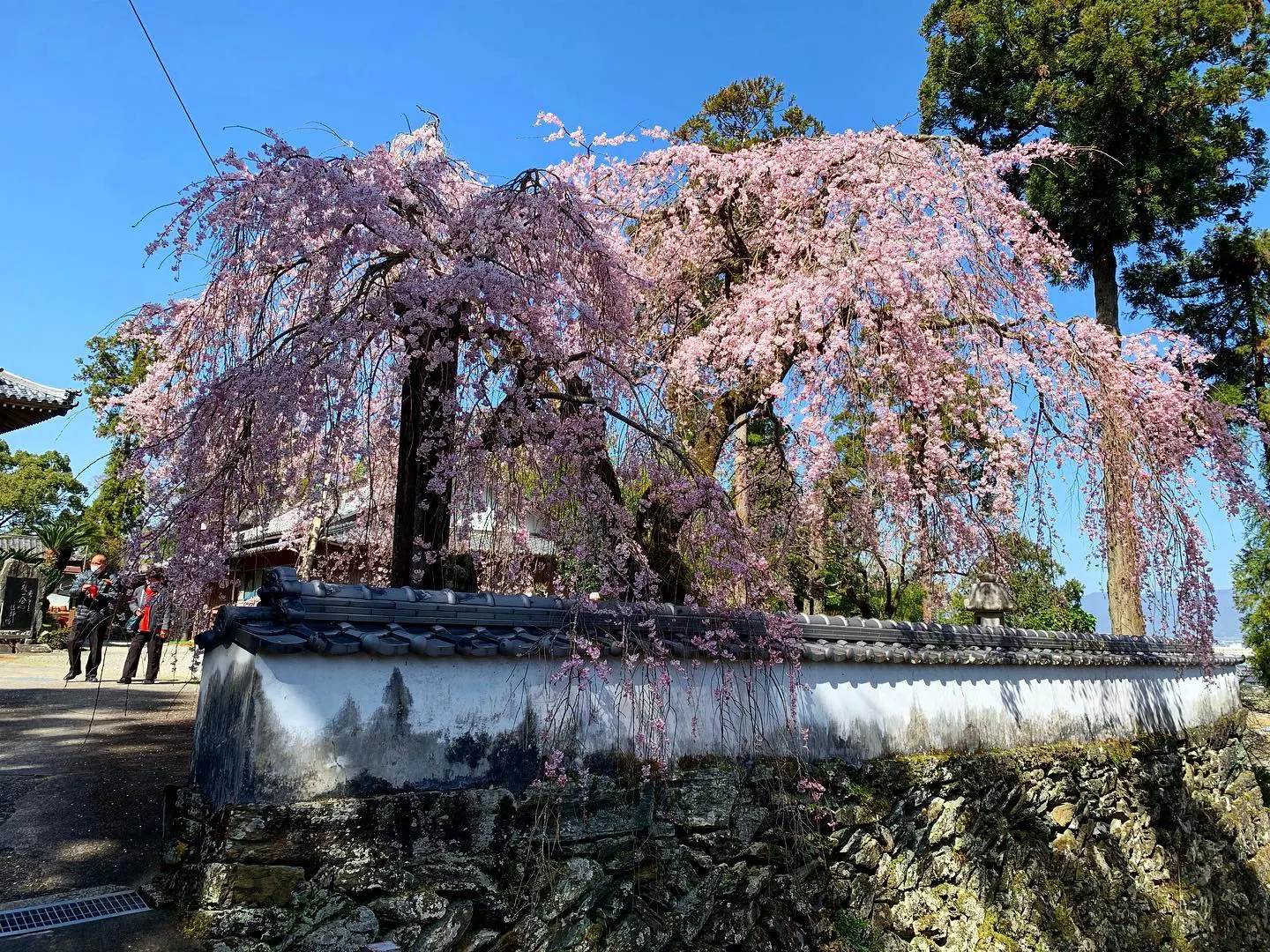 Higan Cherry (Prunus Subhirtella) — The delicate flowers range in color from pale pink to white; standing between 20 to 30 feet in height with a corresponding