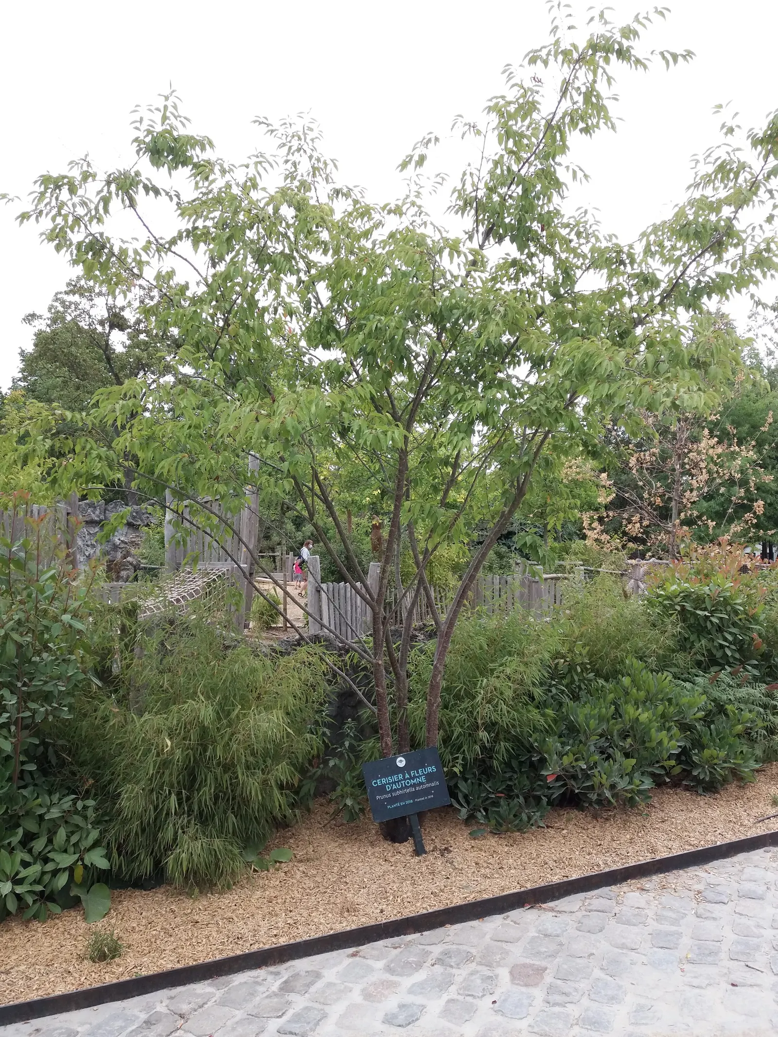 Higan Cherry (Prunus Subhirtella) — and red - a feast for the eyes before winter sets in.<br><br>For the client; as it thrives in USDA hardiness zones 4