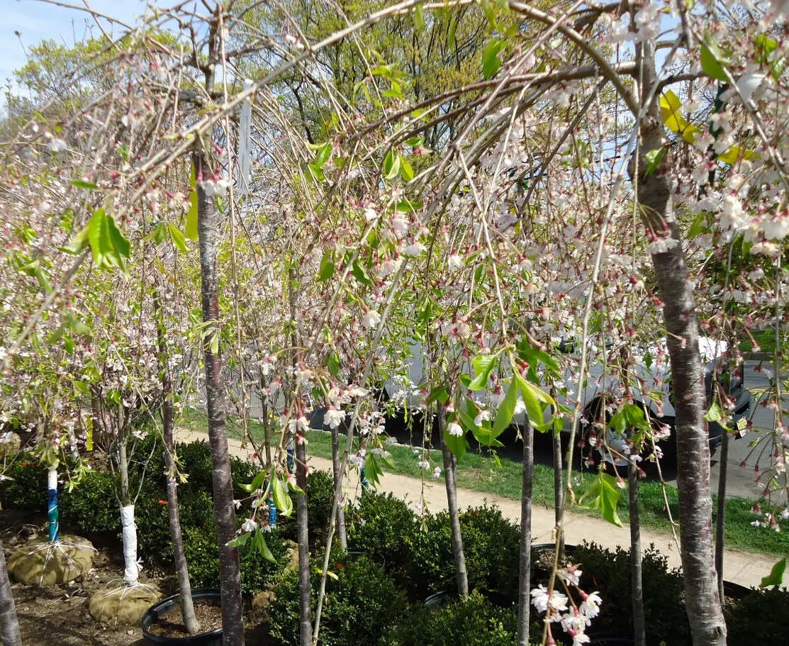 Higan Cherry (Prunus Subhirtella) — offers an aesthetic appeal across multiple seasons; it thrives in USDA zones 4-8, prefers well-drained soil, image 65