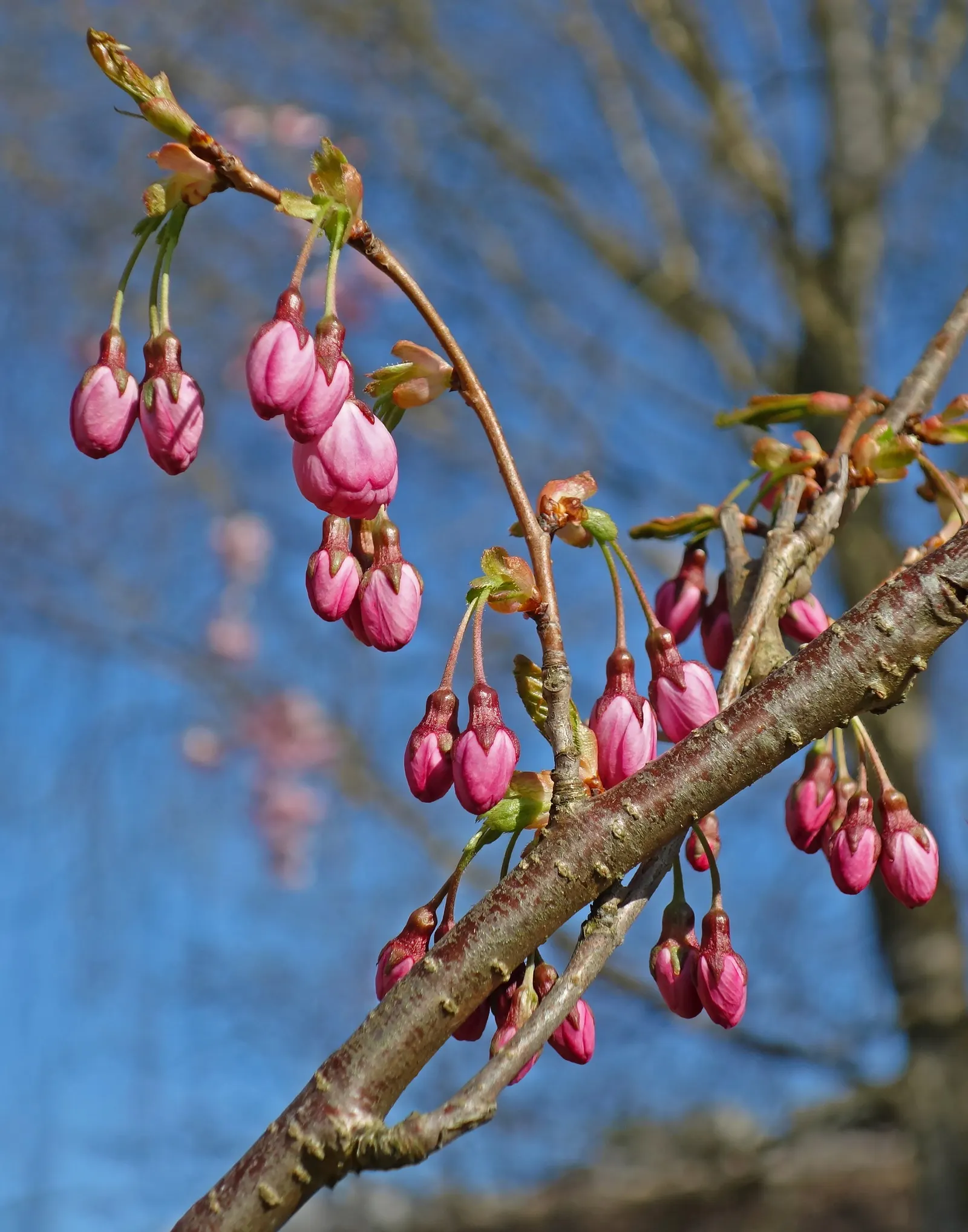 Higan Cherry (Prunus Subhirtella) — Its fall foliage adds another season of interest, turning to hues of yellow and bronze; it thrives in USDA, image 61