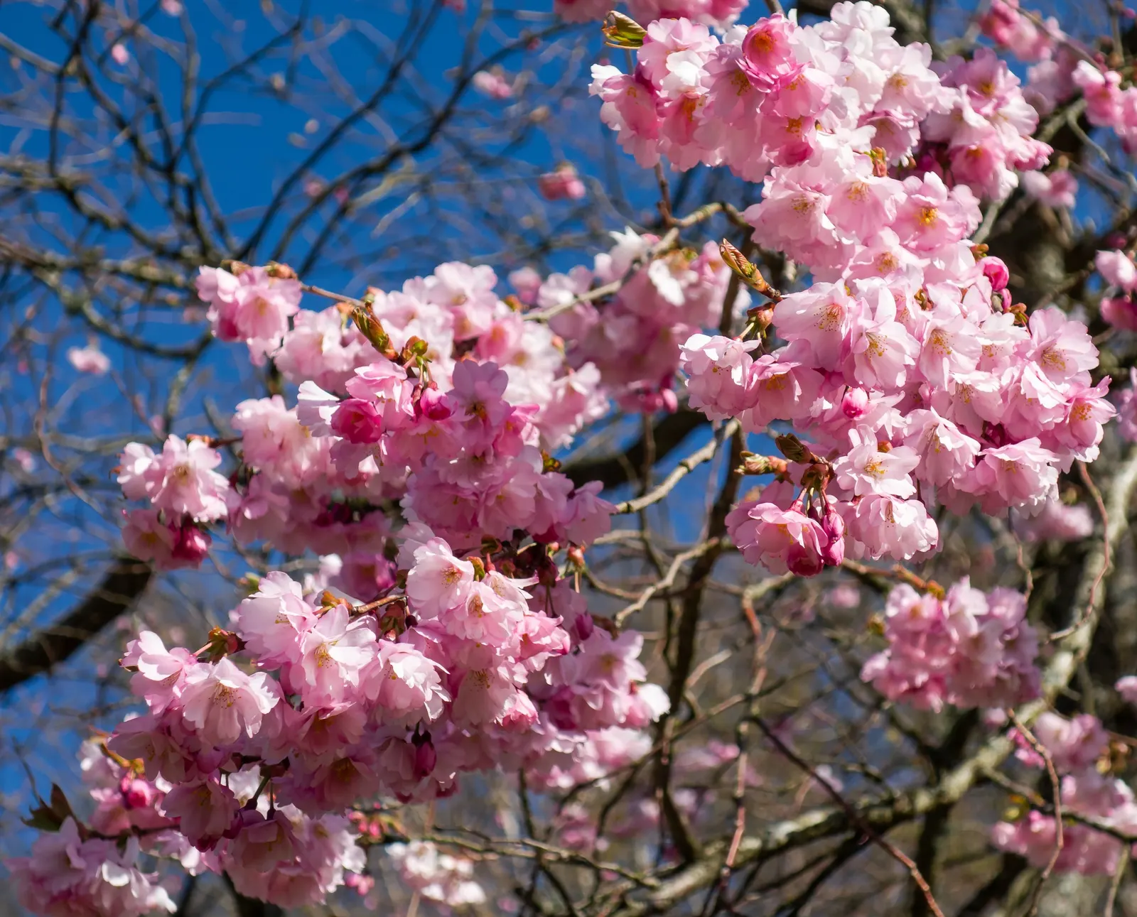 Higan Cherry (Prunus Subhirtella) — It thrives in USDA zones 4-8, prefers well-drained soil, and full sun to partial shade; ensuring lasting, image 60