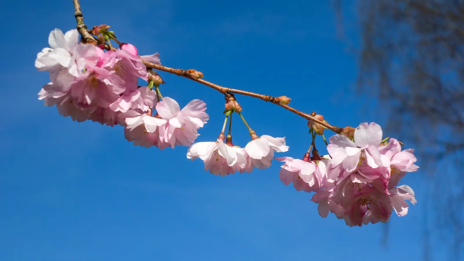 Higan Cherry (Prunus Subhirtella) — The Higan Cherry (Prunus subhirtella); as it thrives in USDA hardiness zones 4 through 8, image 63