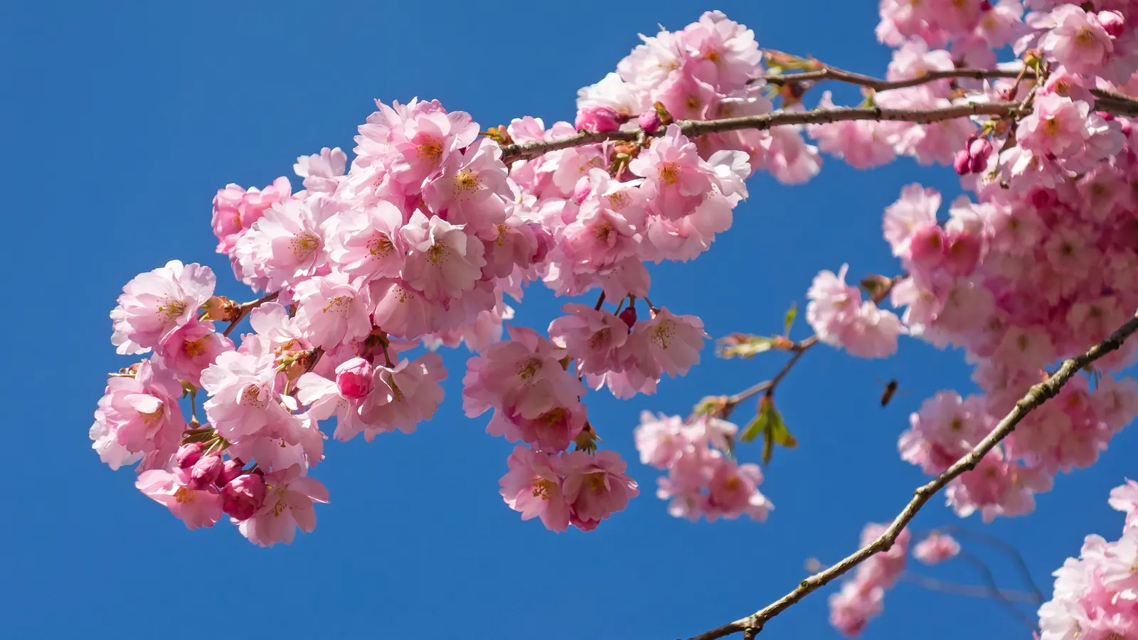 Higan Cherry (Prunus Subhirtella) — The Higan Cherry (Prunus subhirtella) is a gracefully arching; it thrives in USDA zones 4-8, prefers, image 57