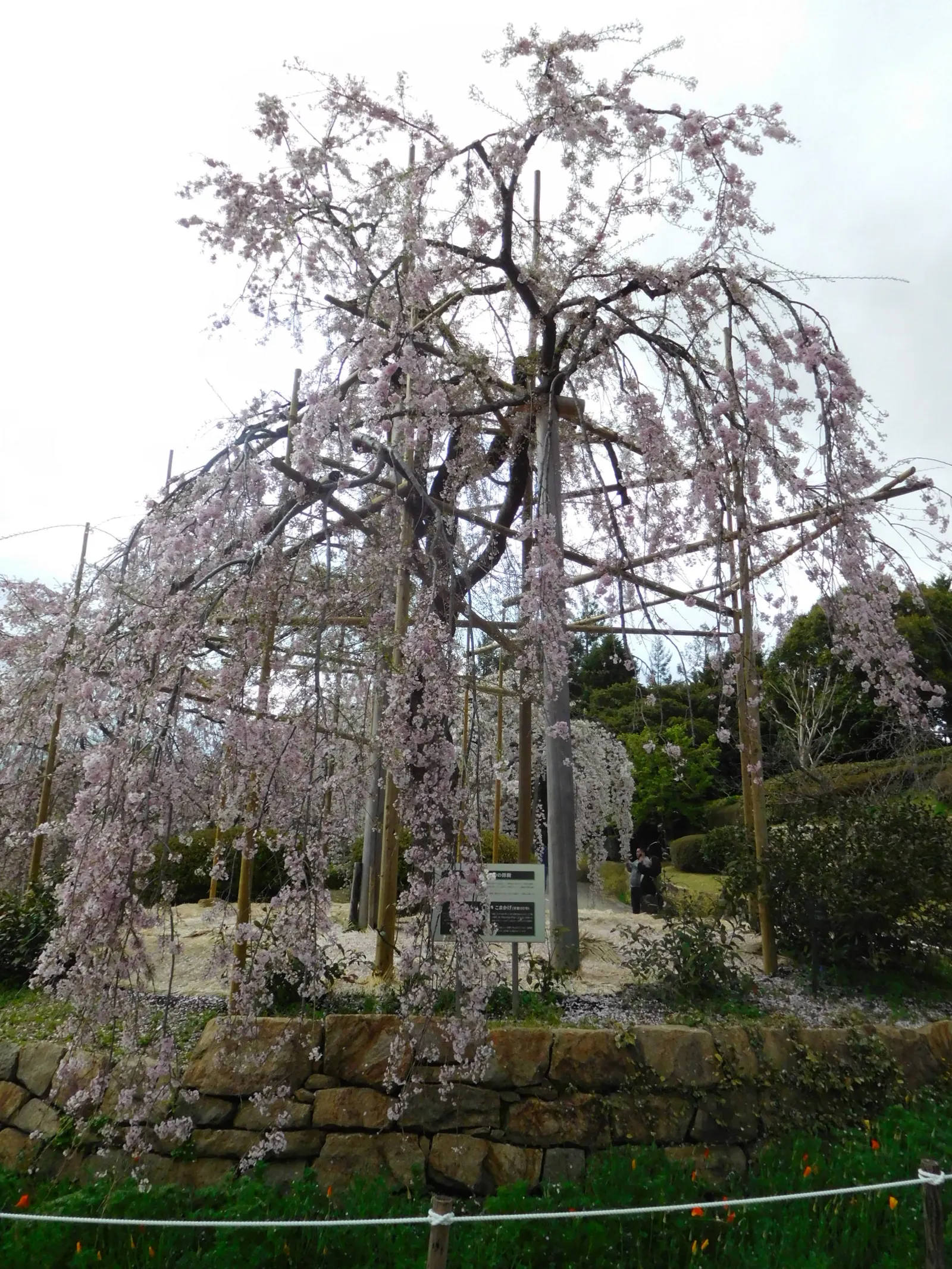 Higan Cherry (Prunus Subhirtella) — Ideal for specimen planting or creating enchanting alleyways in gardens