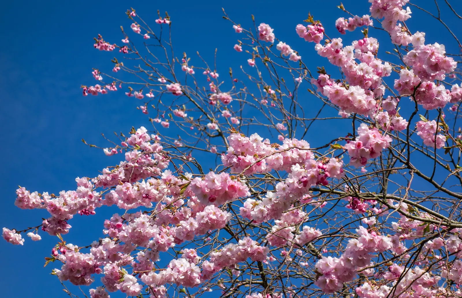 Higan Cherry (Prunus Subhirtella) — the Higan Cherry offers autumn interest when leaves turn to vibrant shades of yellow; standing between 20 to 30 feet in