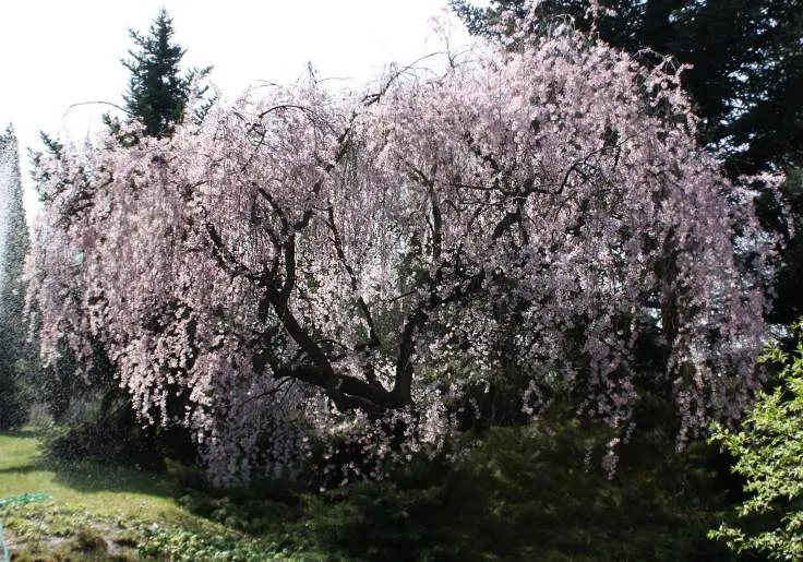 Higan Cherry (Prunus Subhirtella) — soft pink blooms in spring; standing between 20 to 30 feet in height with a corresponding spread of 15 to 30 feet at
