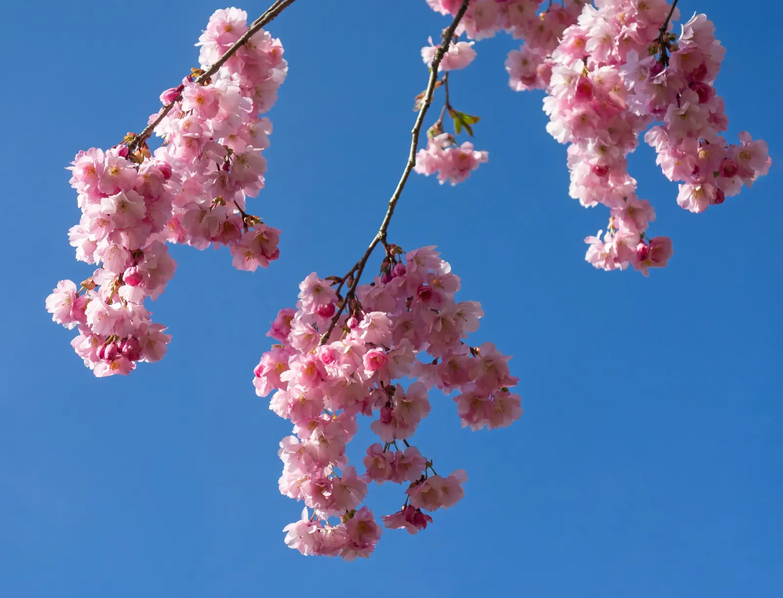 Higan Cherry (Prunus Subhirtella) — tree for full