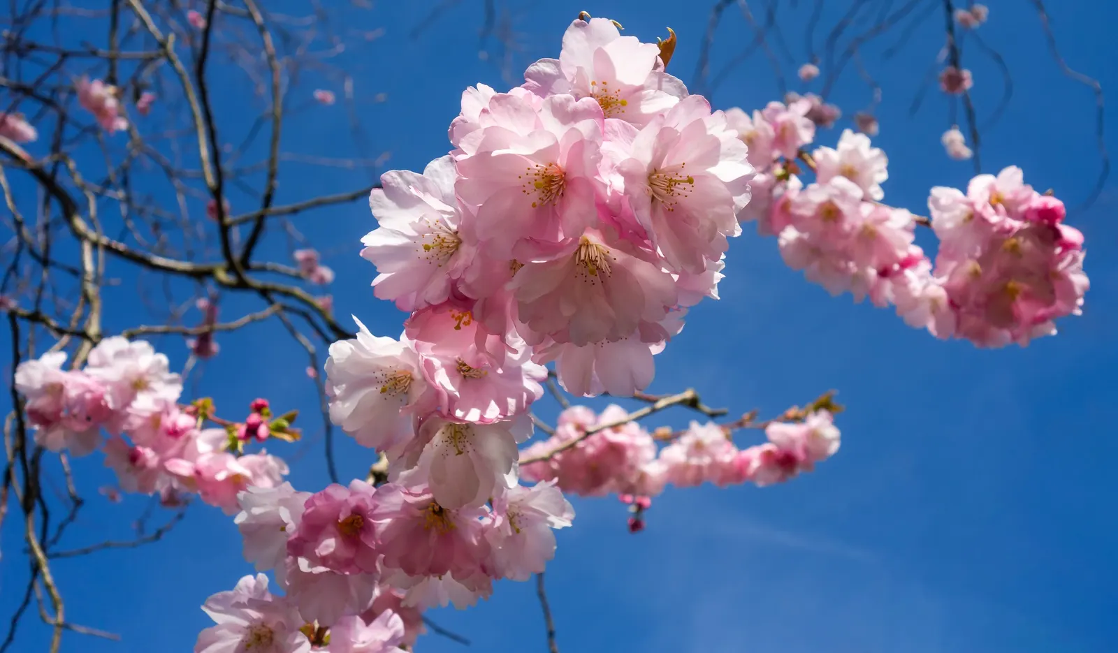 Higan Cherry (Prunus Subhirtella) — It is best to plant this cherry in well-drained soil and ensure regular watering