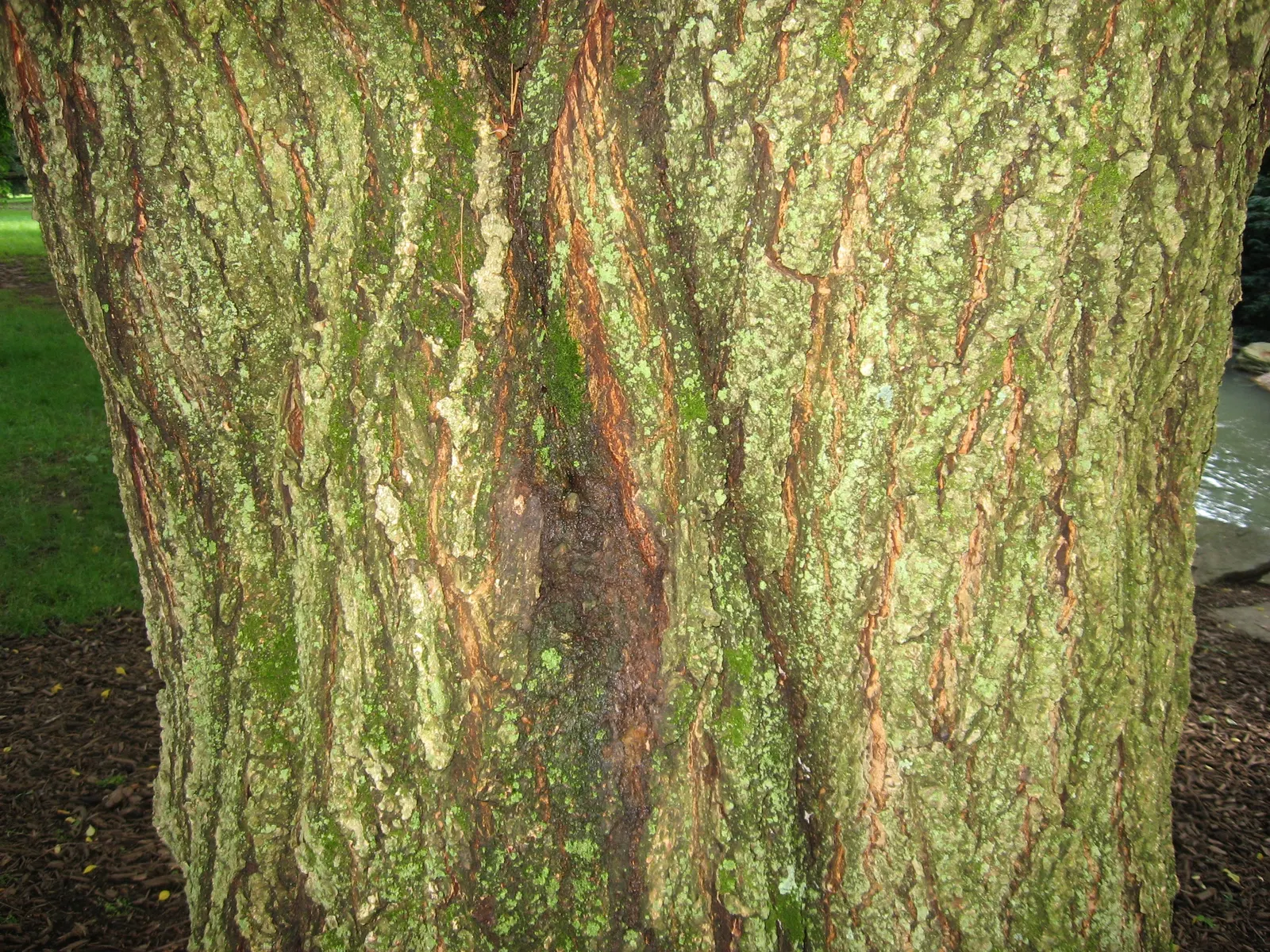 Higan Cherry (Prunus Subhirtella) — Mature specimens reach 20-30 feet in height and width; as it thrives in USDA hardiness zones 4 through 8, image 59