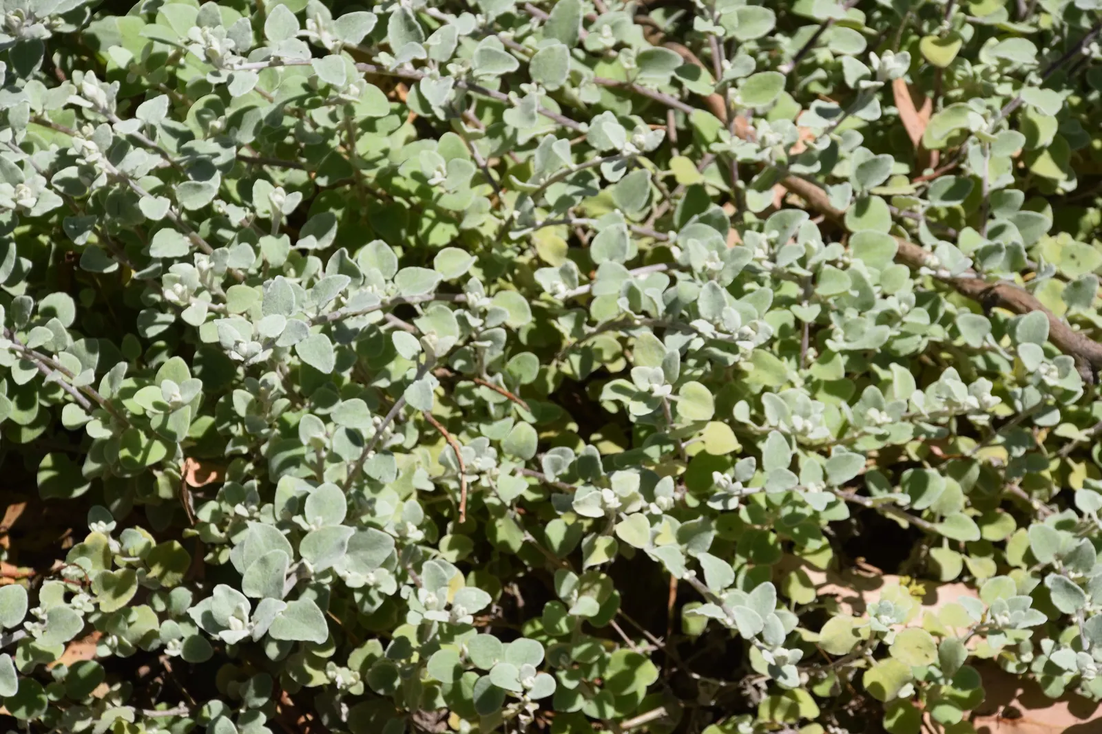 Licorice Plant (Helichrysum Petiolare) — licorice-like aroma when crushed; heart-shaped leaves and sweet aroma akin to licorice, image 59