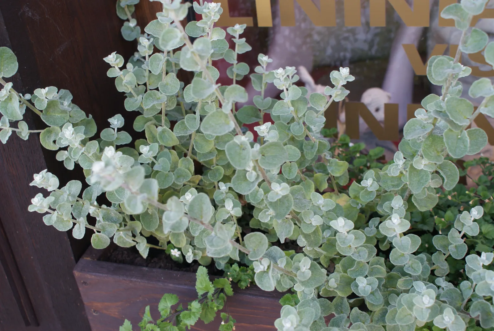 Licorice Plant (Helichrysum Petiolare) — ground cover for full; it rarely flowers, with its aesthetic appeal residing principally in its foliage